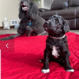 Poodle All Grown Up from Platinum Poodles