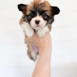 Jo - Black (Fluffy with tail) - Sable female Pembroke Welsh Corgi puppy in Milan, Georgia from Williams’ Welsh Corgis LLC