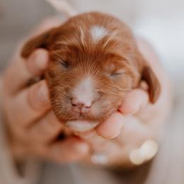 Clara - Red  female Goldendoodle puppy in Acton, Maine from Silver Pines Pups