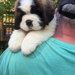Girl 2 - Mahogany and white female Saint Bernard puppy in North Beach, Maryland from Mt.Harmony Saint Bernards