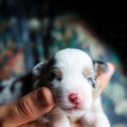 Jasmin - Blue merle female Miniature American Shepherd puppy in Battle Ground, Washington from Casita Miniature American Shepherds