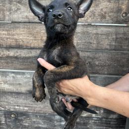 Tiger - Black brindle male Dutch Shepherd puppy in San Jose, California from Brandon's Dutch Shepherds