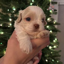 Boy 4 - Cream and white male Shih Tzu puppy in Lakeland, Florida from The Townsend Tzu