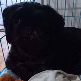 ButterCup - Shih Tzu