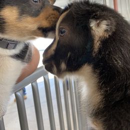 Pembroke Welsh Corgi Puppies from Serenity Ann Pups