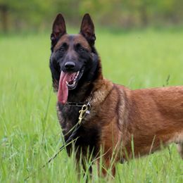 Malu - Belgian Malinois