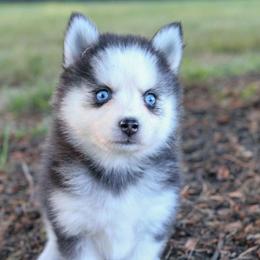 Autumn - Black and white female Pomsky puppy in Bremen, Indiana from AMS Pomeranians and Pomskies in Indiana