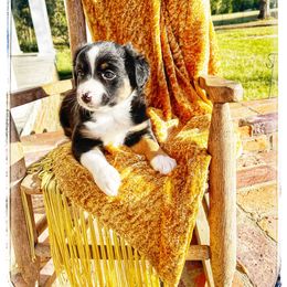 Ace - Black tri male Miniature Australian Shepherd puppy in Louisville, Mississippi from Kristy’s Kennels