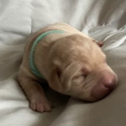 Razz - Yellow male Labrador Retriever puppy in Princess Anne, Maryland from Little Farm