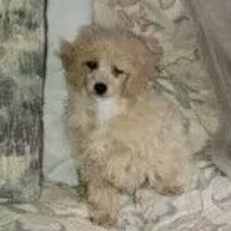 Poodles from Tlc babies