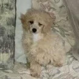 Poodles from Tlc babies