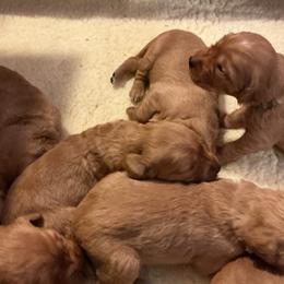 Girl 3 - female Golden Retriever puppy in Groton, New York from Thornfield Farm Goldens