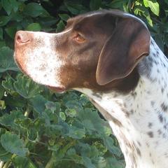 German Shorthaired Pointers and Pointers from Paladen Pointers & German Shorthaired Pointers