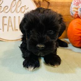 Black - Black male Miniature Schnauzer puppy in Malvern, Arkansas from Deep South Miniature Schnauzers