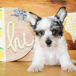 Yorkshire Terrier puppies from Ann R.