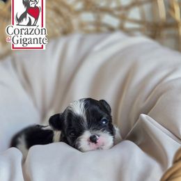 Zoey - Parti female Yorkshire Terrier puppy in California from Corazon de gigante