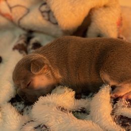 French Bulldog Puppies from Langiappe Frenchies