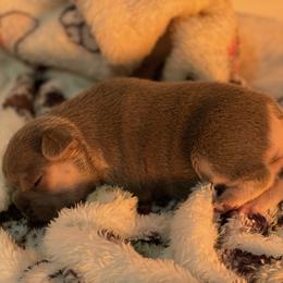 French Bulldog Puppies from Langiappe Frenchies