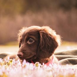 Marmalade - Chocolate female Dachshund puppy in Mena, Arkansas from Double B Corsos & Dachshunds