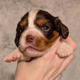 Chanel - Chocolate female Cavalier King Charles Spaniel puppy in Stilwell, Oklahoma from Love Bug Cavaliers