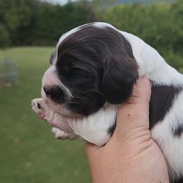 AKC Jenga - Brown and white female Cocker Spaniel puppy in New Market, Tennessee from Down in the Holler