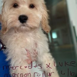 Mercedes Boy maroon - Buff male Cockapoo puppy in Haines City, Florida from Camic Cockapoos