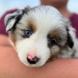 Max - Blue merle male Miniature American Shepherd puppy in Springfield, Missouri from 3 Barrels Farms, LLC