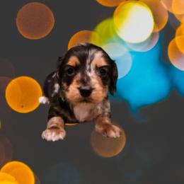Kevin - Dapple male Dachshund puppy in Tower City, Pennsylvania from Stoney Mountain Mini Doxies