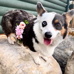 Lulu Belle - Blue female Pembroke Welsh Corgi puppy in Casper, Wyoming from Flying Note Shorties