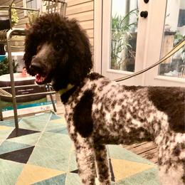 Jade - Poodle