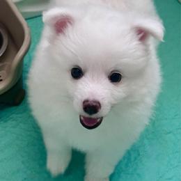 St. Pierre Giorgio - male Volpino Italiano puppy in Irvine, California from Blessed Volpino Italiano