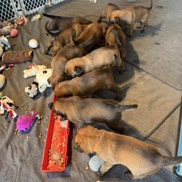 Boy 3 - Mahogany male Belgian Malinois puppy in Newburyport, Massachusetts from Runchkin Hill K9