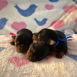 Female 1 - Black and gold female Yorkshire Terrier puppy in Concord, California from Real Yorkies of NorCal