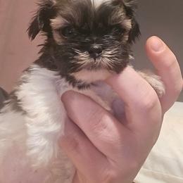 Lucy Lu - White and tan female Mal-Shi puppy in Pleasant Hill, Iowa from Courtney Nicole's Mal Shihs & Goldendoodles