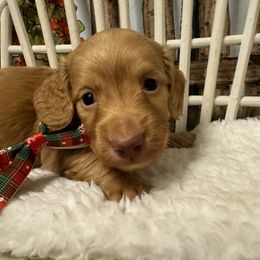 PERDY - Red male Dachshund puppy in Polo, Missouri from Blue Tails Farm