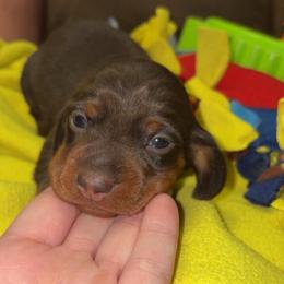 Alvin - Chocolate and tan male Dachshund puppy in Goldthwaite, Texas from Mini Mama Dachshunds