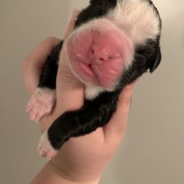 Girl 1 - Boxer puppy in Henderson, Tennessee from Vom Broadvalley