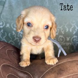 Tate - Cream male Dachshund puppy in Lexington, Oklahoma from BooneDox Miniature Dachshunds