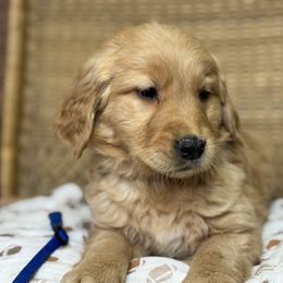 Mr Dark Blue - Dark golden male Golden Retriever puppy in Tonasket, Washington from Denzil’s Goldens