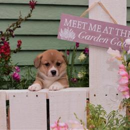 Boy 5 - Pembroke Welsh Corgi puppy in Gig Harbor, Washington from Pacific Northwest Pembroke Welsh Corgis