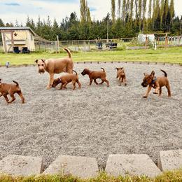 Irish Terrier Puppies from Red Branch Irish Terriers