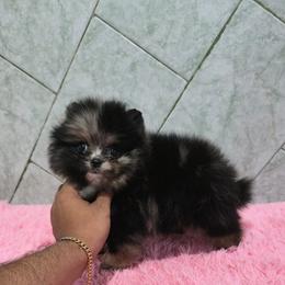 Charles - Blue merle male Pomeranian puppy in Grand Prairie, Texas from D’ Pomlovers
