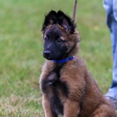 Boy 5 - Belgian Tervuren puppy in Wisconsin from Wildrose Working Belgians