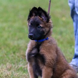 Boy 5 - Belgian Tervuren puppy in Wisconsin from Wildrose Working Belgians