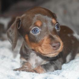 Dachshund Puppies from Sparkles & Spurs Mini Dachshunds
