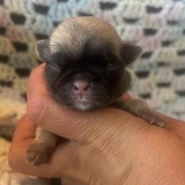 Green collar - Fawn male Pug puppy in Tucson, Arizona from Furever Friends