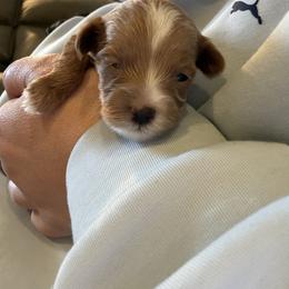 Blondie - Cream female Maltipoo puppy in Layton, Utah from Little Lou Puppies