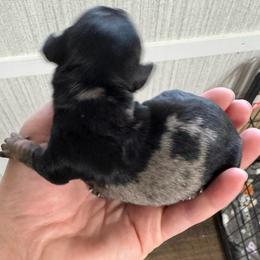 Sparkle - Dapple female Dachshund puppy in Live Oak, Florida from Johnson’s Weiner Farm