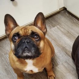 French Bulldogs from Tx Frenchies