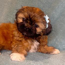 Truffle - Brindle female Shih Tzu puppy in Oak Park, California from Boodaboo Shih Tzu’s